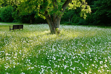 Fototapeta premium Holzbank unterm Baum auf Wildblumenwiese mit weißen Margeriten