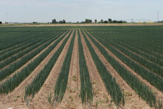 Cultivo de cebolla en Baja California