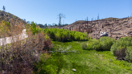 Drone photo over recovering forest area green meadow trees and bushes burned by wildfire