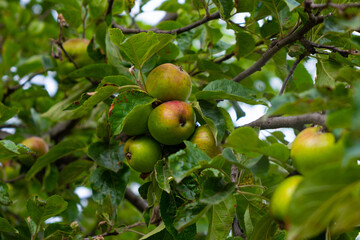 apples growing on a tree in a summer garden. fruit tree