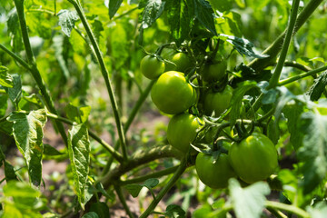 green unripe tomatoes in the garden