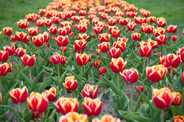 Summer holidays. beauty of blooming field. famous tulips festival. Nature Background. group of bright holiday tulip flowerbed. Blossoming tulip fields. spring landscape park. country of tulip