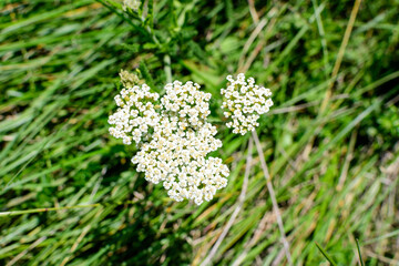 Delicate white flowers of Achillea millefolium, plant commonly known as .yarrow, gordaldo, nosebleed plant, old man's pepper, devil's nettle, milfoil or thousand-leaf in a garden in a sunny spring day