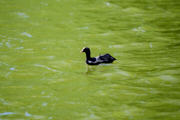 One small black Eurasian coot bird also known as common or Australian coot, swiming on a lake in a sunny summer day.