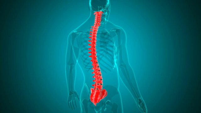 Human Skeleton Vertebral Column Vertebrae Anatomy Loopable 3D Illustration