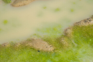 Mud ponds with waste water are covered with moss and methane gas bubbles spread across the water surface.