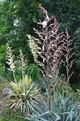Palmlilien blühen auf - Yucca
