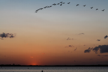 Sunset at the Steinhuder Meer with Flying Greylag Geese (Ansa ansa), Germany
