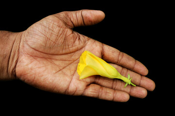 Yellow flower in hand