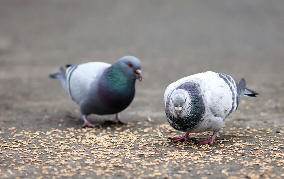 Feeding pigeons