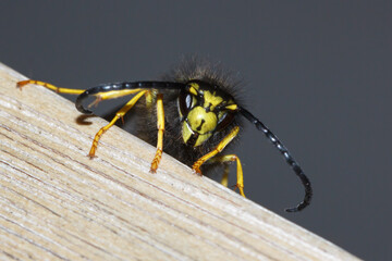 Wasp in a german garden, Giessen, Hessen, Germany