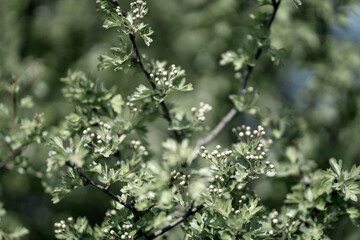 Landscape with close up of beautiful branch bloom
