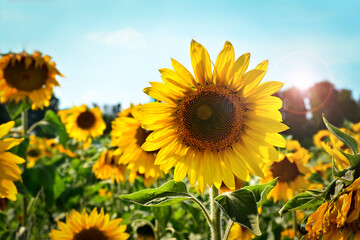 Sunflower in summer day