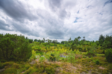 Fototapeta na wymiar Wetland wilderness in cloudy weather