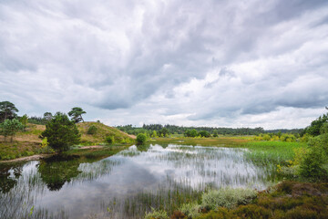 Fototapeta na wymiar Beautiful swamp landscape with wild nature