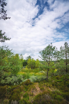 Swamp wilderness in Scandinavia