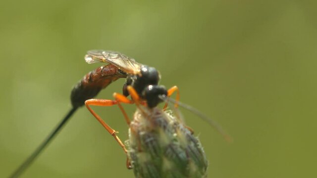 Ammophila sabulosa, red-banded sand wasp, subfamily Ammophilinae of hunting wasp family Sphecidae. Long tail. Ammophila is not parasitic wasp