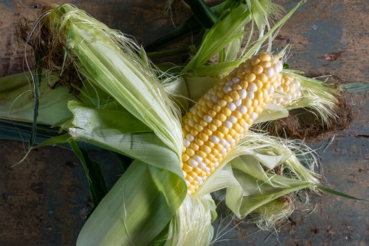Close up of single ear of sweet corn laying on a rustic farm table