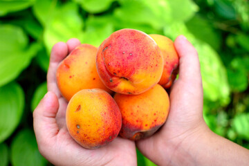 five apricots in the hands of a child, close-up