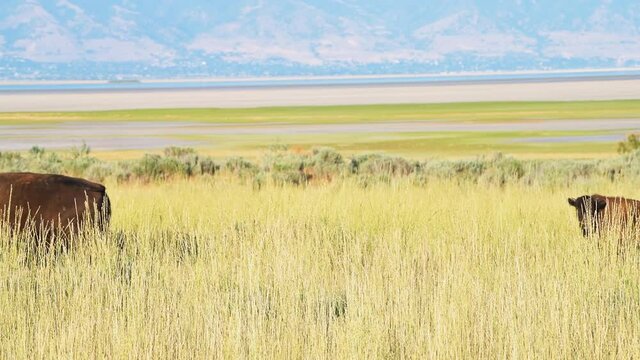 Family bison with calf herd panning on Antelope Island State Park near Great Salt Lake City in Utah, USA with mountains in background