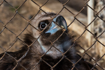 Wild and lonely griffin behind bars in the zoo.