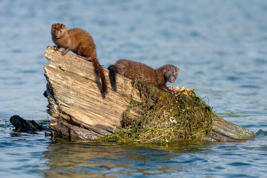 American mink eating crayfish.