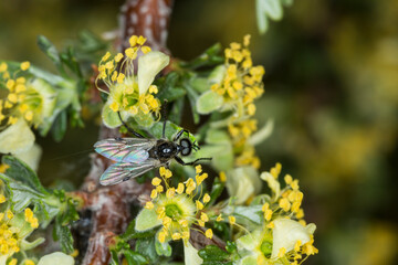 Large black fly hiding in a flowering sagebrush bush