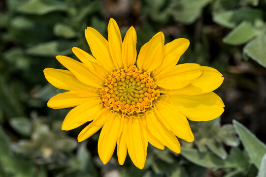 Large yellow flower with green and black background