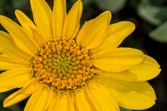 Close Up Large Yellow Flower With Green And Black Background