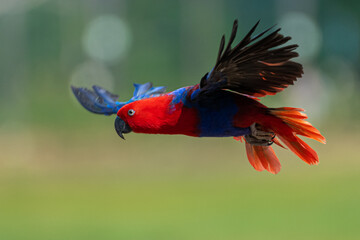 Flying Female Eclectus Parrot (Eclectus roratus)