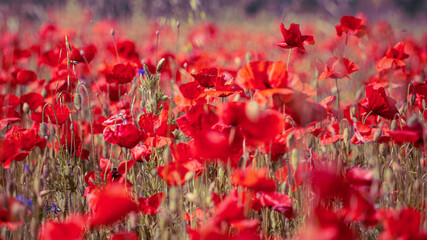 Sunny blooming poppy field