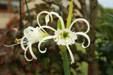 Garden amaryllis (Crinum x powellii) in white