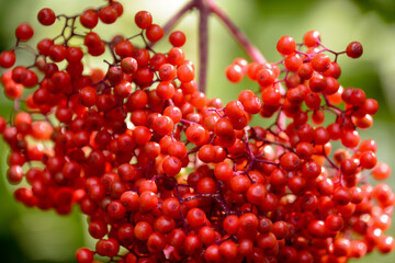 北アルプス、上高地で出会った、ハートの形に実った真っ赤なナナカマドの実。Heartshaped red berries hanging on a Japanese rowan tree at Kamikochi in the northern alps.