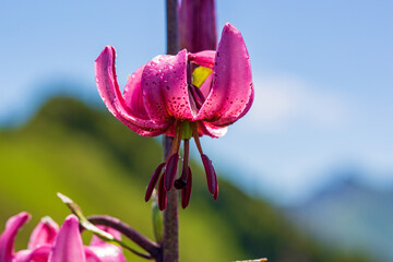 Türkenbund - Türkenbundlilie - alpin - Allgäu © Dominik Ultes