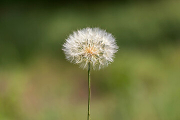 Close up of  big white dandelion on blurred green background. Decor concept, postcard, wallpaper, poster