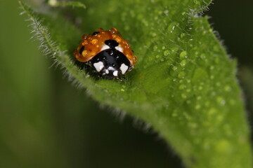 ladybug sitting on a leaf getting wet  in the rain, water droplets.
