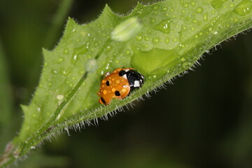 ladybug sitting on a leaf getting wet  in the rain, water droplets.