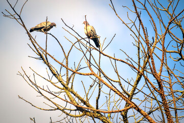 two birds on a tree with blue sky background