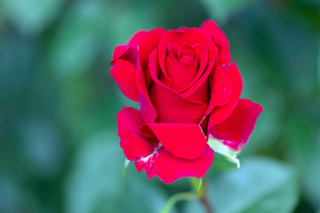 Elegant red rose flower in blossom on blurred background