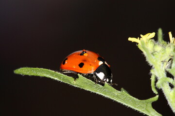 Obraz premium red ladybug sitting on a leaf