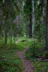 Open path in the woods - Vaidava, Latvia