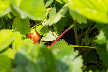 Strawberries under the foliage growing on farm. Berry background