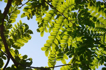 leaves of Pau Brazil