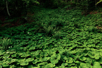 Dichter grüner Teppich mit Pestwurzpflanzen am Waldboden, der sich in den Hintergrund fortsetzt