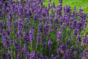 Obraz premium summer lavender with bees 