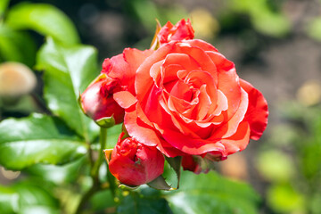 Red rose flower and buds on blurred background