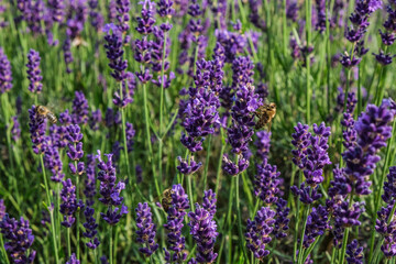 Naklejka premium summer lavender with bees 