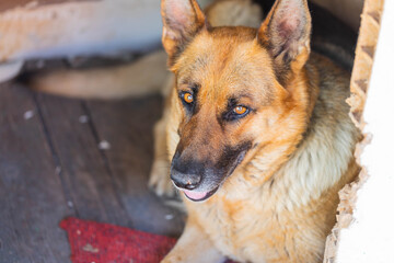 Close up of adult female german shepherd dog lying in old wooden kennel
