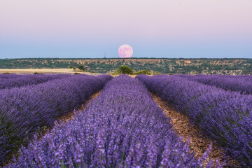 Luna con campo de Lavanda