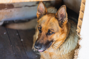 Top view of adult female german shepherd dog lying in old wooden kennel